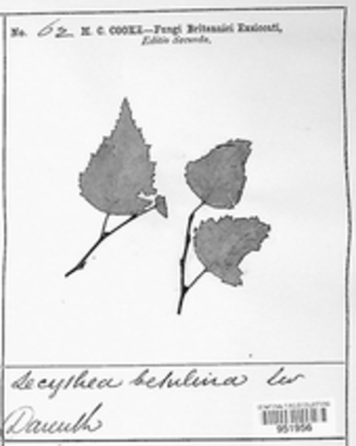 Lecythea betulina image